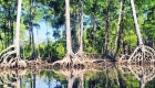 photo of Mangroves