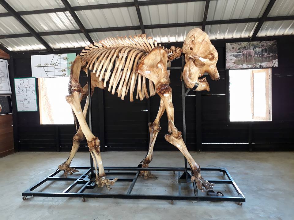 photo of elephant skeleton
