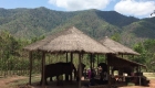 photo of elephant camp and mountain