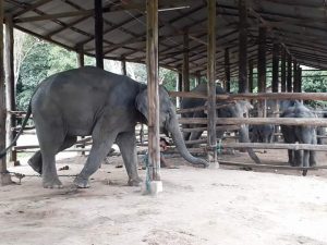 photo of elephant shelter in win ga baw