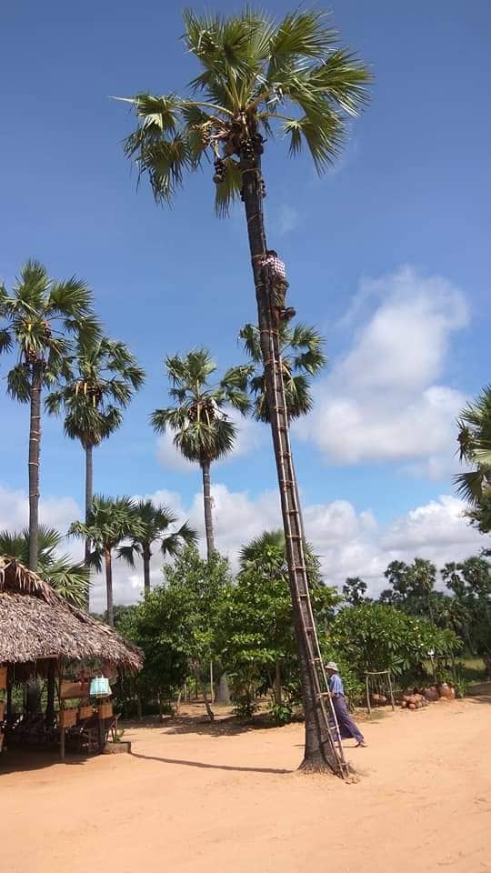 Toddy Palm Climbing in Bagan