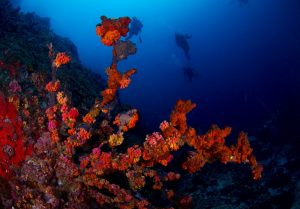 Photo of corals under water