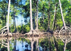 Mangroves river in Lampi Island