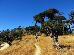 photo of walking trail on Mt. Victoria