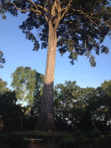 Photo of long high tree on the hill