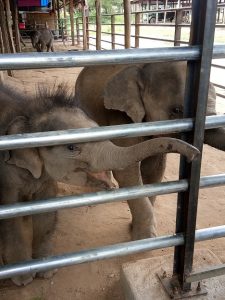 two orphange elephants in Win Ga Baw